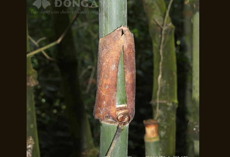 Gầy (Dendrocalamopsis sp)